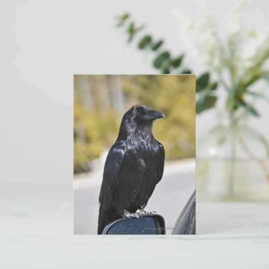 黒いレイベン – はがき (スタンド正面)