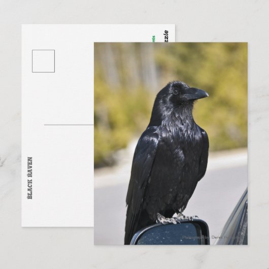 黒いレイベン – はがき (正面/裏面)