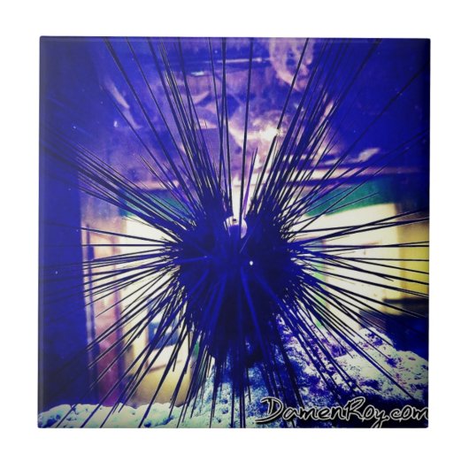 黒いロングスパインウニ タイル (正面)