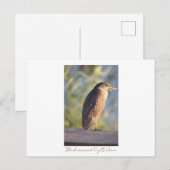 黒い冠のナイトヘロン葉書 ポストカード (正面/裏面)