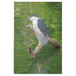 黒い冠をかぶったナイトヘロン メタルプリント