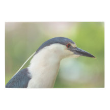 黒い冠をかぶったナイトヘロン