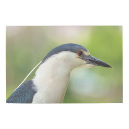 黒い冠をかぶったナイトヘロン メタルプリント