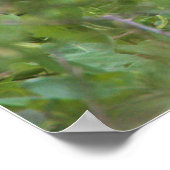 黒い冠を被ったナイトヘロンのポスター ポスター (角)