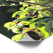 黒い冠を被ったナイトヘロンのポスター ポスター (角)