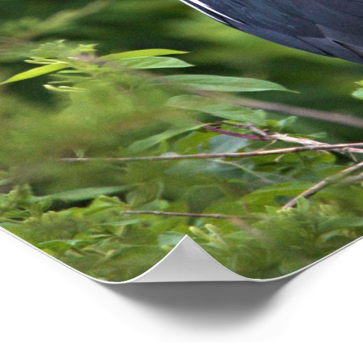 黒い冠を被ったナイトヘロンのポスター ポスター (角)