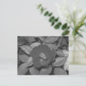 黒い及び白い花 ポストカード (スタンド正面)