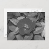 黒い及び白い花 ポストカード (正面/裏面)