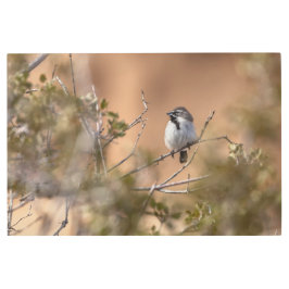 黒い喉の付いた雀 メタルプリント