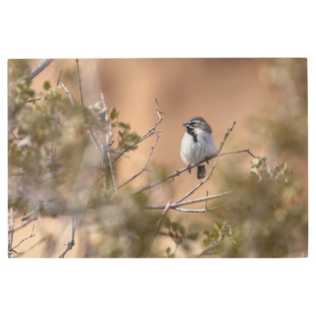 黒い喉の付いた雀 メタルプリント (正面)