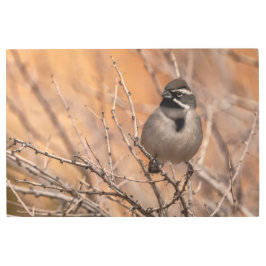 黒い喉の付いた雀 メタルプリント