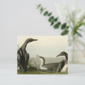 黒い喉を持つダイバーロンドゥボンバーズオブアメリカ ポストカード (スタンド正面)