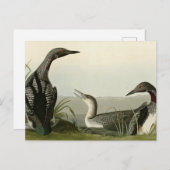 黒い喉を持つダイバーロンドゥボンバーズオブアメリカ ポストカード (正面/裏面)