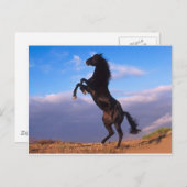 黒い威厳のある牡鹿 ポストカード (正面/裏面)