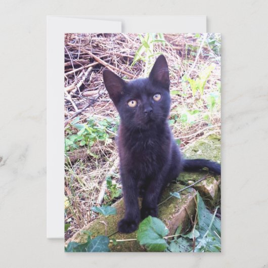 黒い子猫 カード (正面)