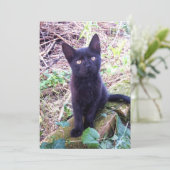 黒い子猫 カード (スタンド正面)
