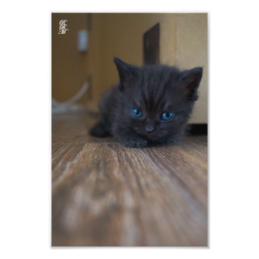 黒い子猫 フォトプリント            (正面)