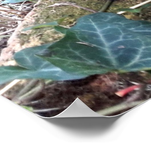 黒い子猫 ポスター (角)