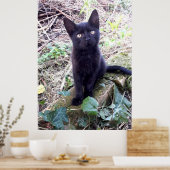 黒い子猫 ポスター (キッチン)