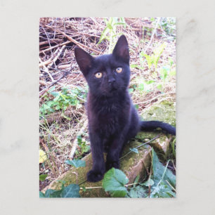 黒い子猫 ポストカード