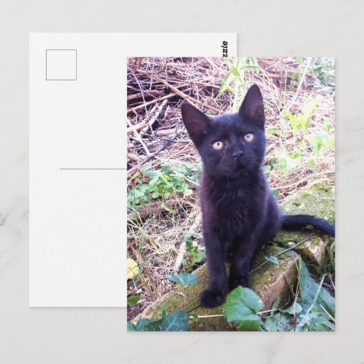 黒い子猫 ポストカード (正面/裏面)