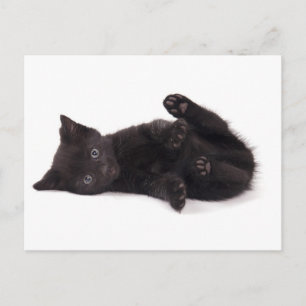 黒い子猫 ポストカード