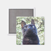 黒い子猫 マグネット (正面/裏面)