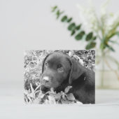 黒い実験室の子犬 ポストカード (スタンド正面)