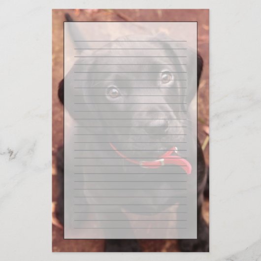 黒い実験室の子犬 便箋 (正面)
