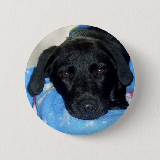 黒い実験室の子犬 缶バッジ (正面)