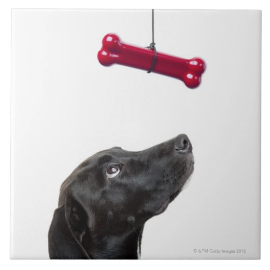 黒い実験室は赤い犬用の骨によって犬を混合しました タイル (正面)