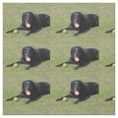 黒い実験室laying.png ファブリック (見本)