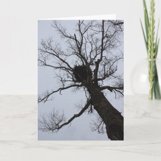 黒い小川の巣 カード (正面)