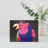 黒い帽子をかぶったローリ ポストカード (スタンド正面)