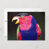 黒い帽子をかぶったローリ ポストカード (正面/裏面)