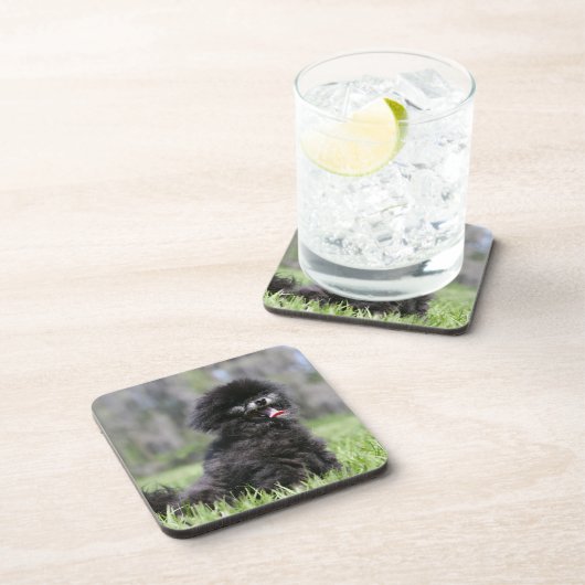 黒い年長のポメラニア犬 コースター (右側)