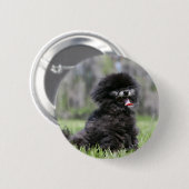 黒い年長のポメラニア犬 缶バッジ (正面&裏面)