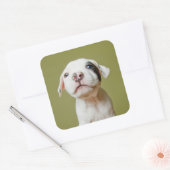 黒い斑点のある目を持つピットブル スクエアシール (封筒)