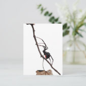 黒い未亡人蜘蛛、ゴシック、自然、クモ恐怖症 ポストカード (スタンド正面)