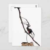 黒い未亡人蜘蛛、ゴシック、自然、クモ恐怖症 ポストカード (正面/裏面)