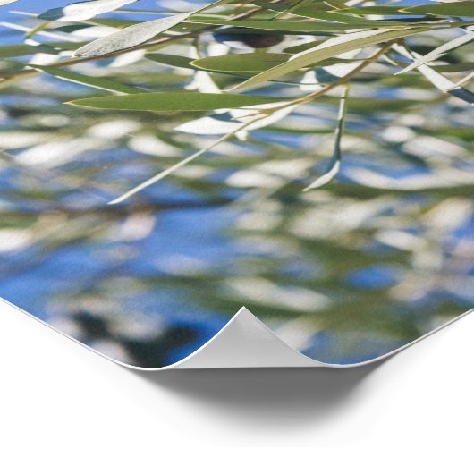 黒い果実の付いたグリーンオリーブの木 ポスター (角)