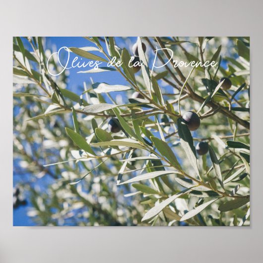 黒い果実の付いたグリーンオリーブの木 ポスター (正面)
