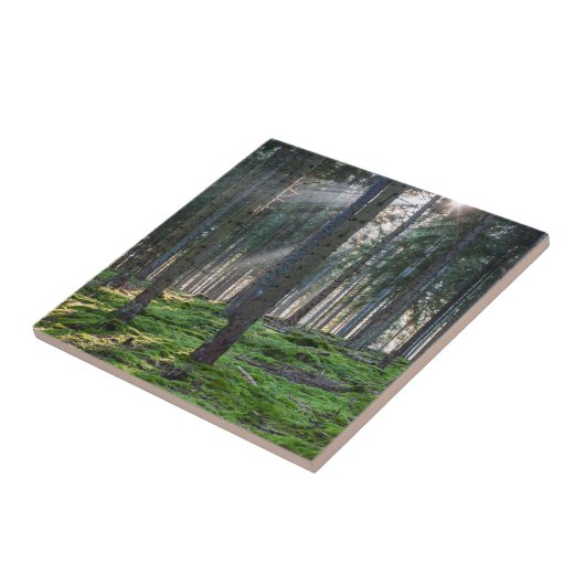 黒い森の日の光 タイル (側面)