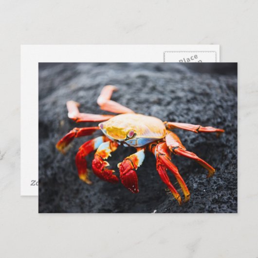 黒い溶岩の上にサリーライトフットのカニ ポストカード (正面/裏面)