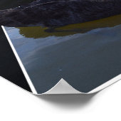 黒い白鳥が池の水滴を ポスター (角)