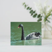 黒い白鳥(オーストラリア) ポストカード (スタンド正面)
