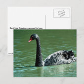 黒い白鳥(オーストラリア) ポストカード (正面/裏面)