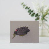 黒い白鳥 ポストカード (スタンド正面)