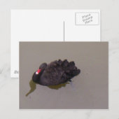 黒い白鳥 ポストカード (正面/裏面)