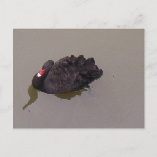 黒い白鳥 ポストカード (正面)